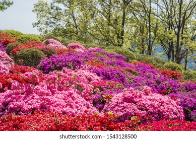 Colorful azalea flower garden in front of lined green trees - Shutterstock ID 1543128500