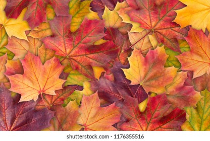 Colorful background of autumn maple tree leaves background close up. Multicolor maple leaves autumn background. High quality resolution picture - Shutterstock ID 1176355516