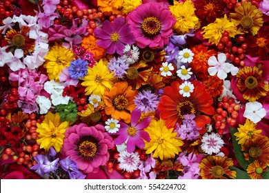 Colorful background from garden of flowers and berries, top view.