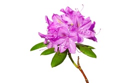 A Colorful Background Macro Closeup Of A Beautiful Blooming Rhododendron Plant With Pink Purple Flowers Isolated On White