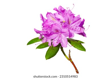 a colorful background macro closeup of a beautiful blooming rhododendron plant with pink purple flowers isolated on white