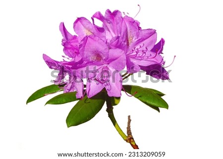 a colorful background macro closeup of a beautiful blooming rhododendron plant with pink purple flowers isolated on white