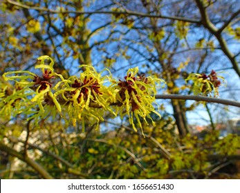 Colorful Background Macro Closeup Of Hamamelis Virginiana Intermedia Mollis Or Witch Hazel Plant Tree With Orange Yellow Flowers Leaves Used In Herbalism And Skincare Skin Care