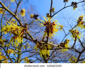 Colorful Background Macro Closeup Of Hamamelis Virginiana Intermedia Mollis Or Witch Hazel Plant Tree With Orange Yellow Flowers Leaves Used In Herbalism And Skincare Skin Care