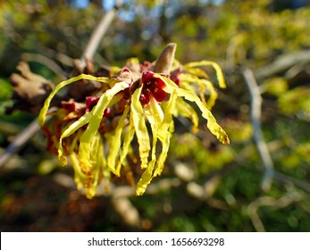 Colorful Background Macro Closeup Of Hamamelis Virginiana Intermedia Mollis Or Witch Hazel Plant Tree With Orange Yellow Flowers Leaves Used In Herbalism And Skincare Skin Care