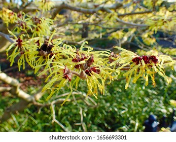 Colorful Background Macro Closeup Of Hamamelis Virginiana Intermedia Mollis Or Witch Hazel Plant Tree With Orange Yellow Flowers Leaves Used In Herbalism And Skincare Skin Care