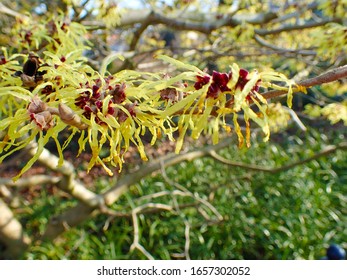 Colorful Background Macro Closeup Of Hamamelis Virginiana Intermedia Mollis Or Witch Hazel Plant Tree With Orange Yellow Flowers Leaves Used In Herbalism And Skincare Skin Care