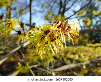 Colorful Background Macro Closeup Of Hamamelis Virginiana Intermedia Mollis Or Witch Hazel Plant Tree With Orange Yellow Flowers Leaves Used In Herbalism And Skincare Skin Care