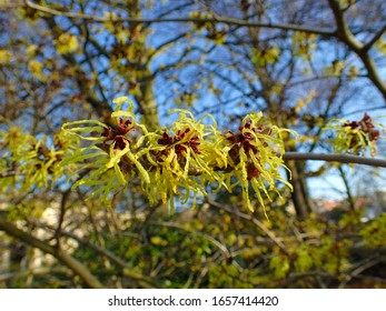 Colorful Background Macro Closeup Of Hamamelis Virginiana Intermedia Mollis Or Witch Hazel Plant Tree With Orange Yellow Flowers Leaves Used In Herbalism And Skincare Skin Care