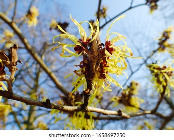 Colorful Background Macro Closeup Of Hamamelis Virginiana Intermedia Mollis Or Witch Hazel Plant Tree With Orange Yellow Flowers Leaves Used In Herbalism And Skincare Skin Care