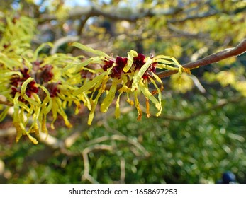 Colorful Background Macro Closeup Of Hamamelis Virginiana Intermedia Mollis Or Witch Hazel Plant Tree With Orange Yellow Flowers Leaves Used In Herbalism And Skincare Skin Care