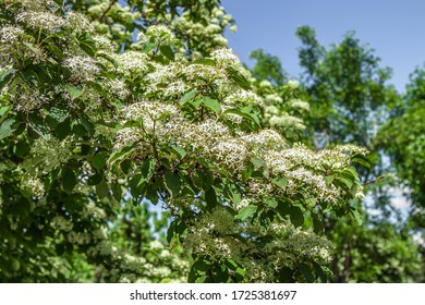 Colorful Background Macro Closeup Of Hamamelis Virginiana Intermedia Mollis Or Witch Hazel Plant Tree With Orange Yellow Flowers Leaves Used In Herbalism And Skincare Skin Care