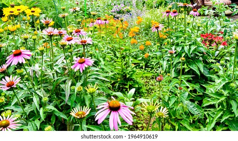 A colorful backyard pollinator garden. Long Island, New York.	