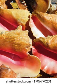 Colorful Bahamas Conch Shells Closeup