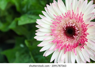 the colorful barber ton daisy Flower - Powered by Shutterstock