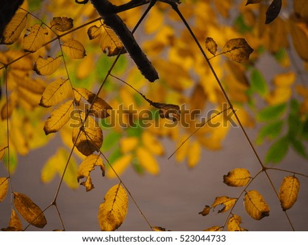 Similar – Goldene Krone Natur Herbst