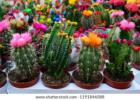 Colorful of beautiful cactus or succulents in the pot pattern background. This plant used for decoration home, office, living room or garden.