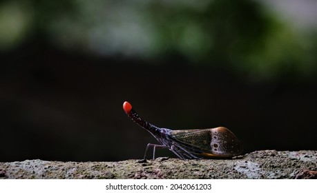 Colorful and beautiful insect spesis called 'Serengga Tanglung' (Fulgora Pyrorhyncha) with yellow, black, red, blue  green. This insect can be easily recognised and found in Malaysian forest.