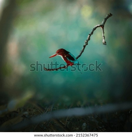 Similar – May catkin on blue ground