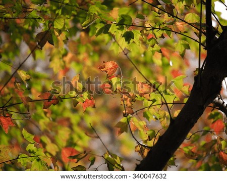 Similar – Autumn Nature Sky Bushes