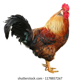 Colorful Rooster Isolated On White Background Stock Photo (Edit Now ...