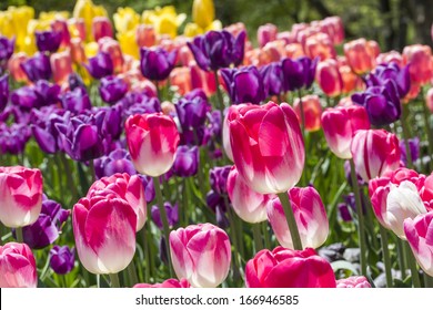 A Colorful Bed Of Blooming Tulips In The Brooklyn Botanic Gardens In New York City