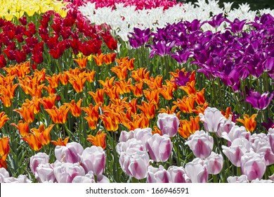 A Colorful Bed Of Blooming Tulips In The Brooklyn Botanic Gardens In New York City