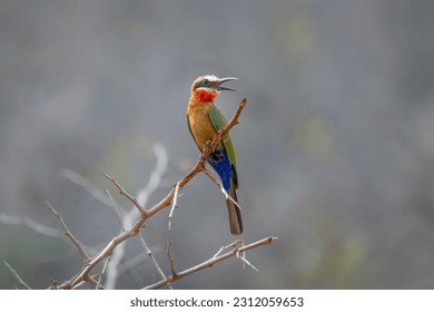 A colorful bee eater perched on a branch in the African bush - Shutterstock ID 2312059653