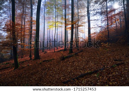 Similar – Foto Bild im Herbstwald Umwelt Natur