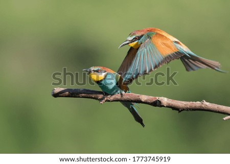 Similar – Image, Stock Photo flying Birds on the ice lake