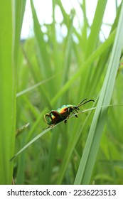 colorful beetle insects with plantation background - Shutterstock ID 2236223513