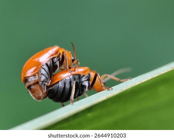 Colorful beetles mating on a leaf surface, showcasing intricate textures and patterns of their exoskeletons.