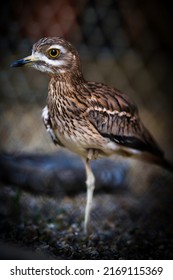 Colorful Bird In A Belgrade Zoo