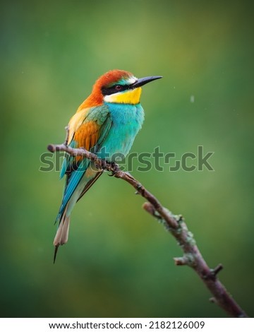 Similar – Image, Stock Photo ortrait of a colorful bird