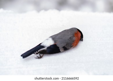 Colorful Bird Feather Of Small Dead Bird In The Snow