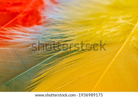 colorful bird feathers, close-up, yellow, red, blue feathers, top view, macro, small depth of field, large magnification