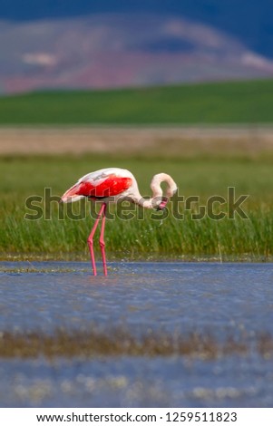 Similar – Foto Bild Flamingos Natur Landschaft