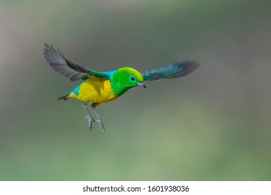 Colorful bird in flight. Nature wildlife scene. Bird watching in South America. Brazil, 2019.