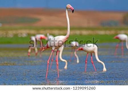 Similar – Foto Bild Flamingos Natur Landschaft