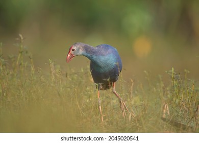 Colorful Bird Grey Headed Swamphen