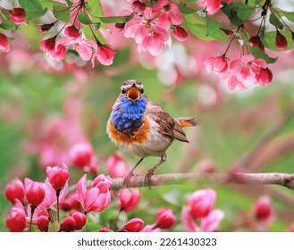 colorful bird male bluethroat sings sitting on a blooming pink a branch of an apple tree in a sunny spring garden