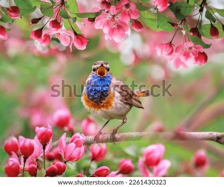 colorful bird male bluethroat sings sitting on a blooming pink a branch of an apple tree in a sunny spring garden