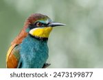 Colorful bird outdoors and wildlife. European bee-eater (Merops apiaster) in natural habitat. A strikingly beautiful colorful bird that can fly very well and winters in Africa as a migratory bird. Con