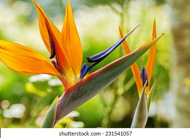 Colorful Of  Bird Of Paradise Flower Blossom In Botanic Garden