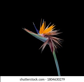 Colorful Bird Of Paradise Flower Closeup Mid Life Cycle Crisis Isolated On A Black Background