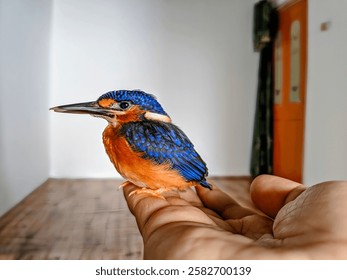 A colorful bird perched on my finger