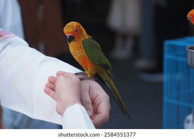 Colorful bird perched on a person's hand in a lively outdoor setting