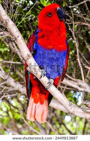 A colorful bird perched on a tree branch. The bird is red and blue. The image has a bright and cheerful mood