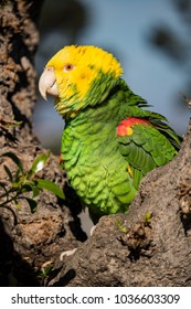 Colorful Bird With Ruffled Feathers