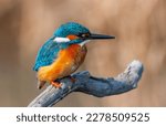 colorful bird spying on its prey on dry branch,Common Kingfisher, Alcedo atthis